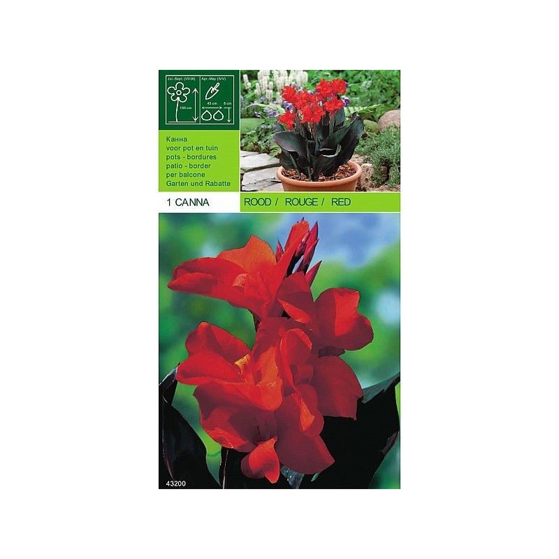 Red cane 1 bulb