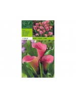 Calla pink 1 bulb