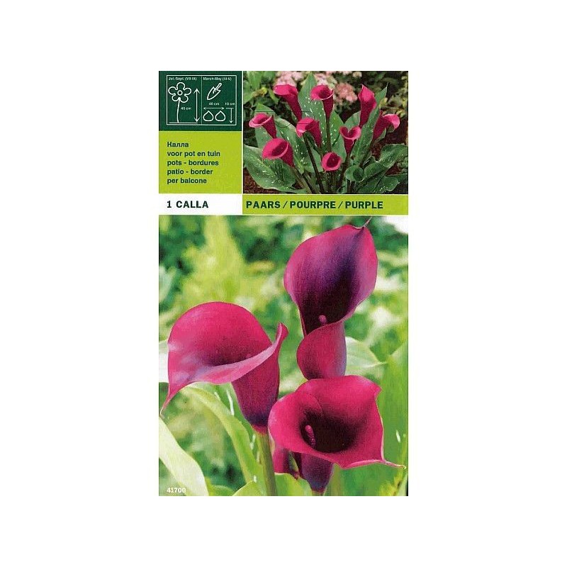 Calla purple 1 bulb