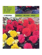 Begonia double mix 5 bulbs