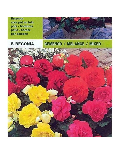 Begonia double mix 5 bulbs