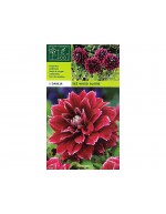 Dahlia decorative see wood glory 1 bulb