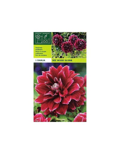 Dahlia dekorativ se wood glory 1 glödlampa