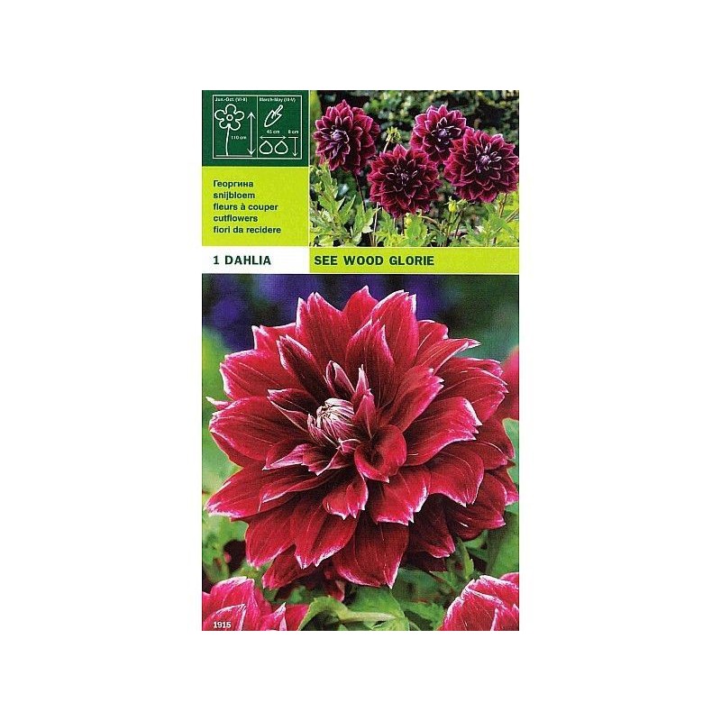 Dahlia decorative see wood glory 1 bulb Dahlia decorative see wood glory 1 bulb