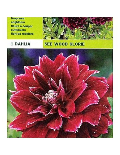 Dahlia dekorativ se wood glory 1 glödlampa