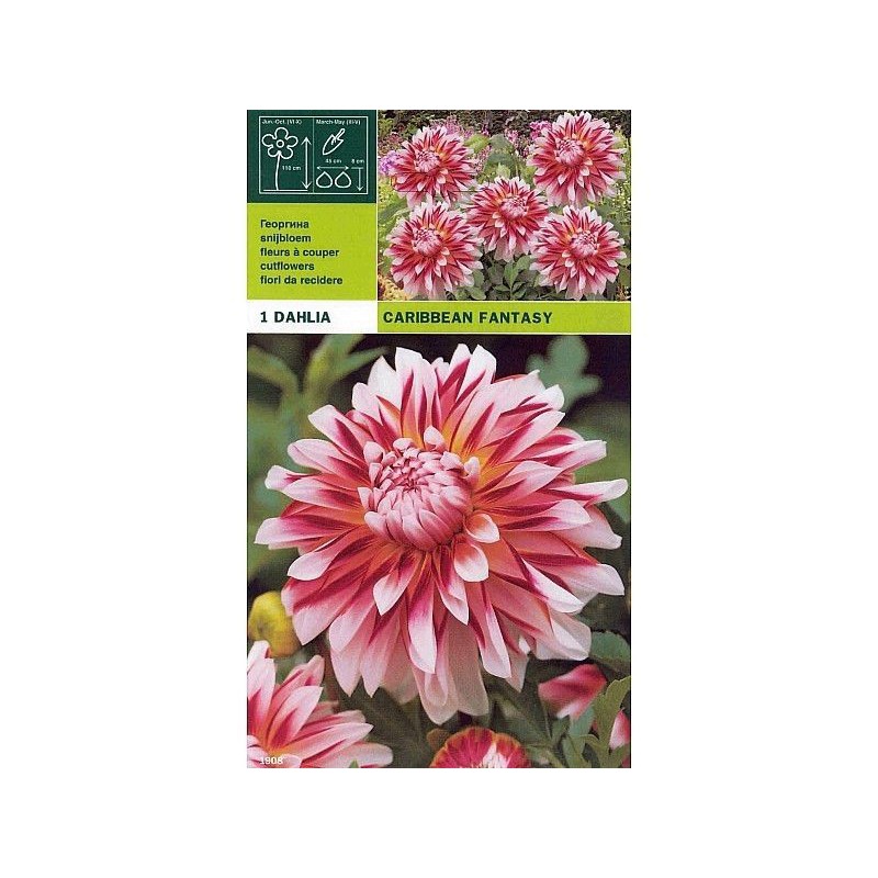 Dahlia decorative caribbean fantasy 1 bulb