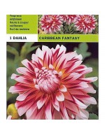 Dahlia decorative caribbean fantasy 1 bulb