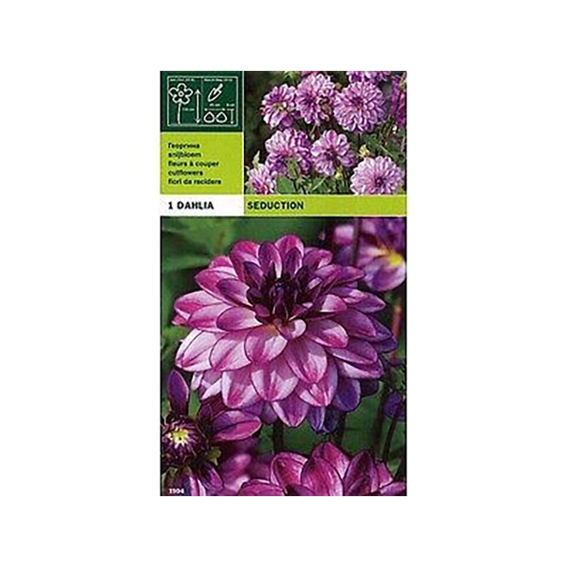 Dahlia decorative seduction 1 bulb