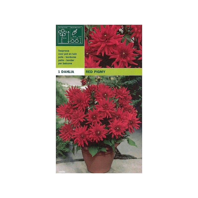 Dahlia border red pigmy 1 bulbo Dahlia border red pigmy 1 bulbo