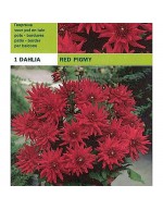 Dahlia border red pigmy 1 bulbo