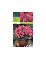 Dahlia topmix pink 1 bulb