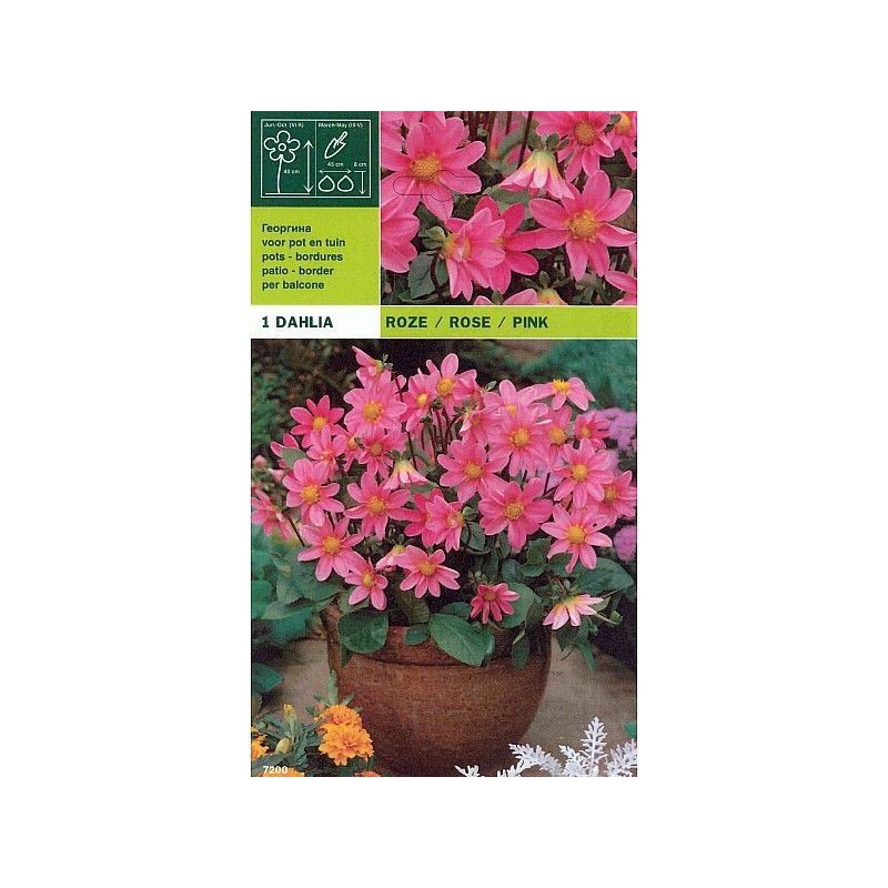 Dahlia topmix pink 1 bulb