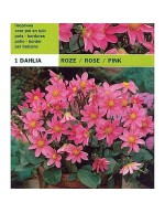 Dahlia topmix rose 1 ampoule