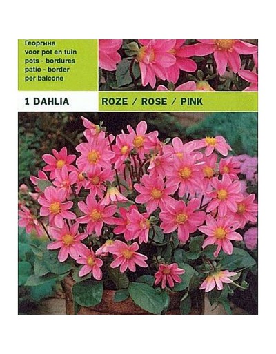 Dahlia topmix rose 1 ampoule