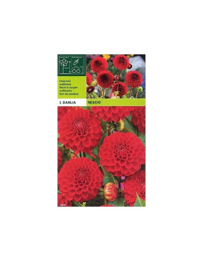 Dahlia pompon nescio 1 bulbo