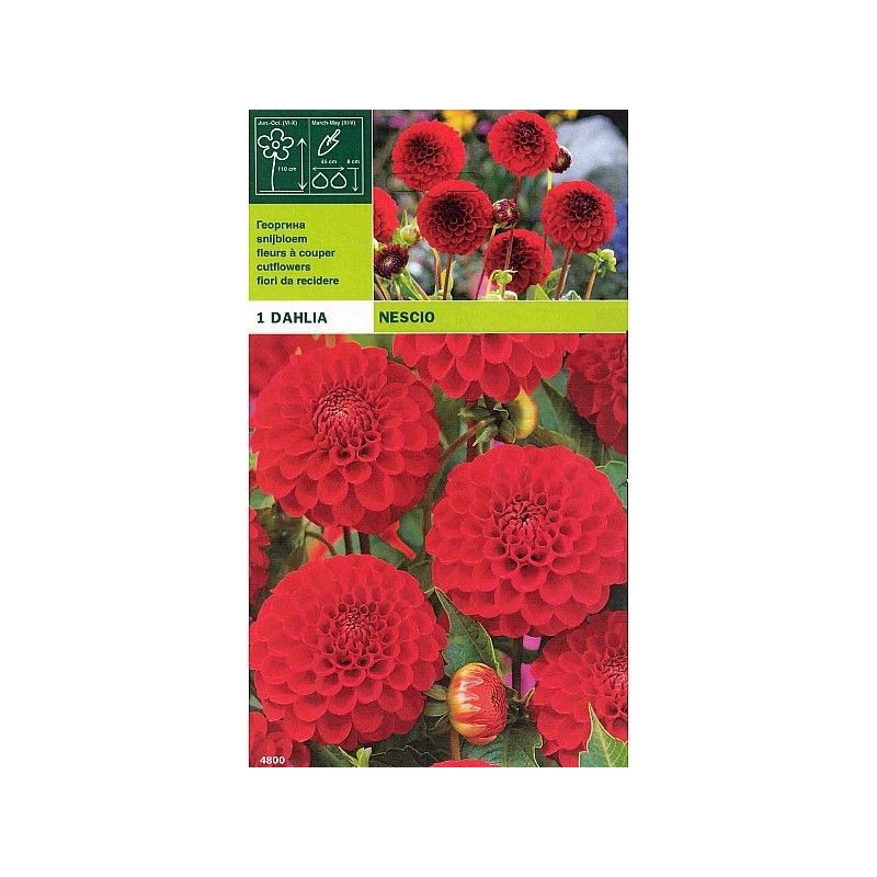 Dahlia pompon nescio 1 bulbo Dahlia pompon nescio 1 bulbo