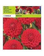 Dahlia pompon nescio 1 bulbo