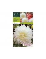 Dahlia dinnerplate fluerel 1 bulbo