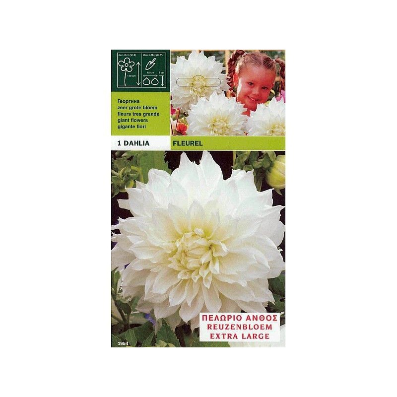 Dahlia tallrik fluerel 1 glödlampa