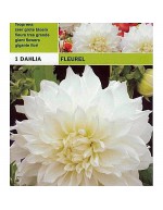 Dahlia dinnerplate fluerel 1 bulb