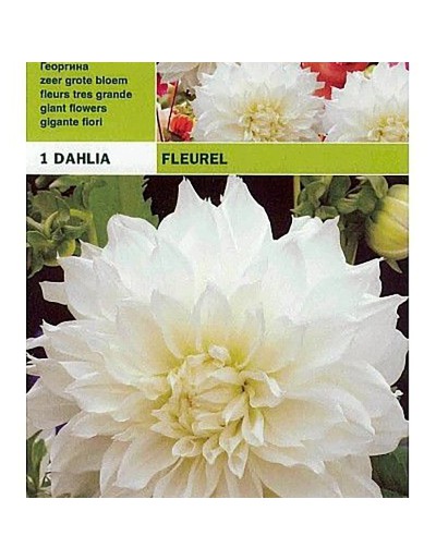 Dahlia tallrik fluerel 1 glödlampa