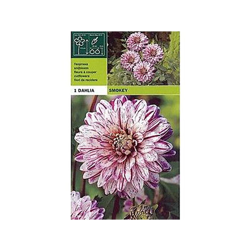 Dekorativ smokey dahlia 1 glödlampa