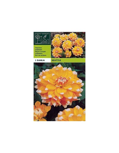 Dahlia decorative seattle 1 bulbo