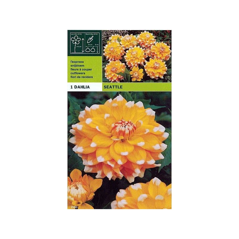 Dahlia decorative seattle 1 bulbo Dahlia decorative seattle 1 bulbo