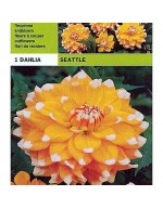 Dahlia decorative seattle 1 bulbo