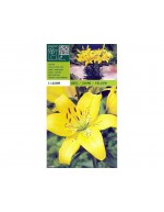 Lillium asian yellow 1 bulb