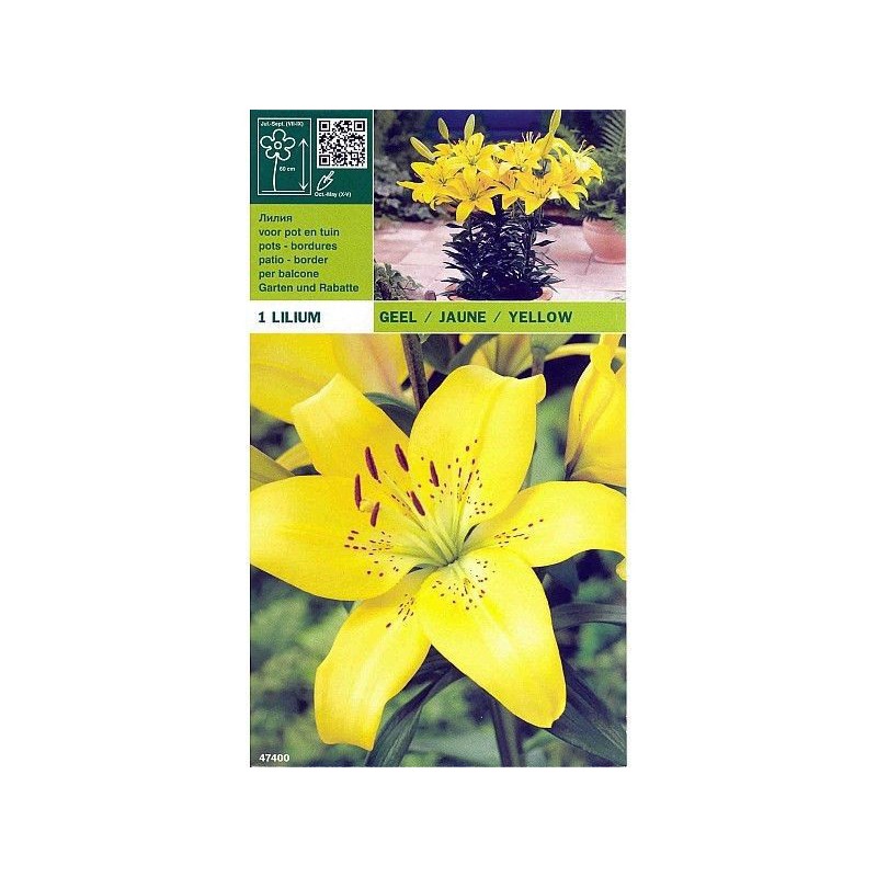 Lillium asian yellow 1 bulb Lillium asian yellow 1 bulb