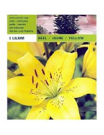 Lillium asiático amarillo 1 bombilla