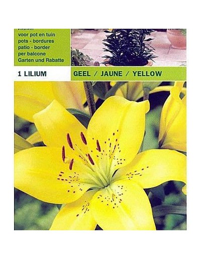 Lillium asiatisk gul 1 glödlampa