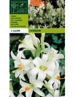 Lillium candidum 1 sztuka