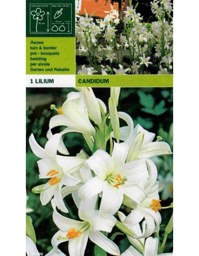 Lillium candidum 1 sztuka