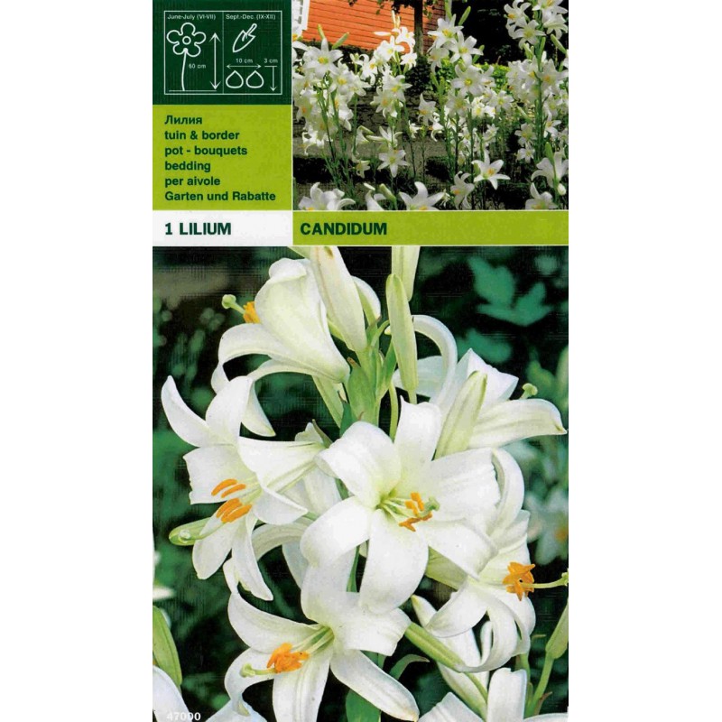 Lillium candidum 1 sztuka