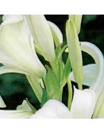 Lillium candidum 1 piece