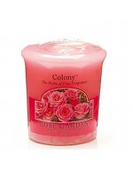 Colony candela garden rose