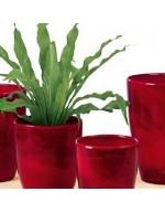 Cover Pot Red Marble 920/22