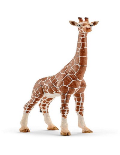 Girafe FEmmINA