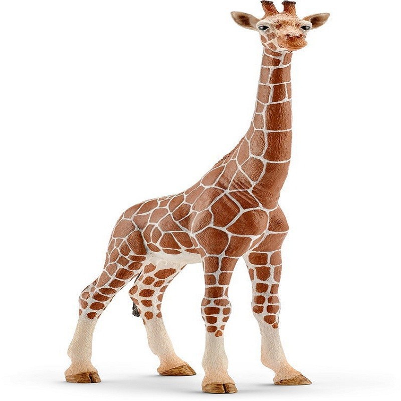 FEmmINA DI GIRAFFA FEmmINA DI GIRAFFA