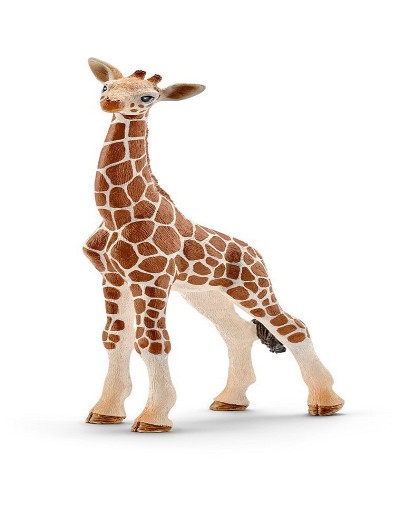 CUCCIOLO DI GIRAFFA