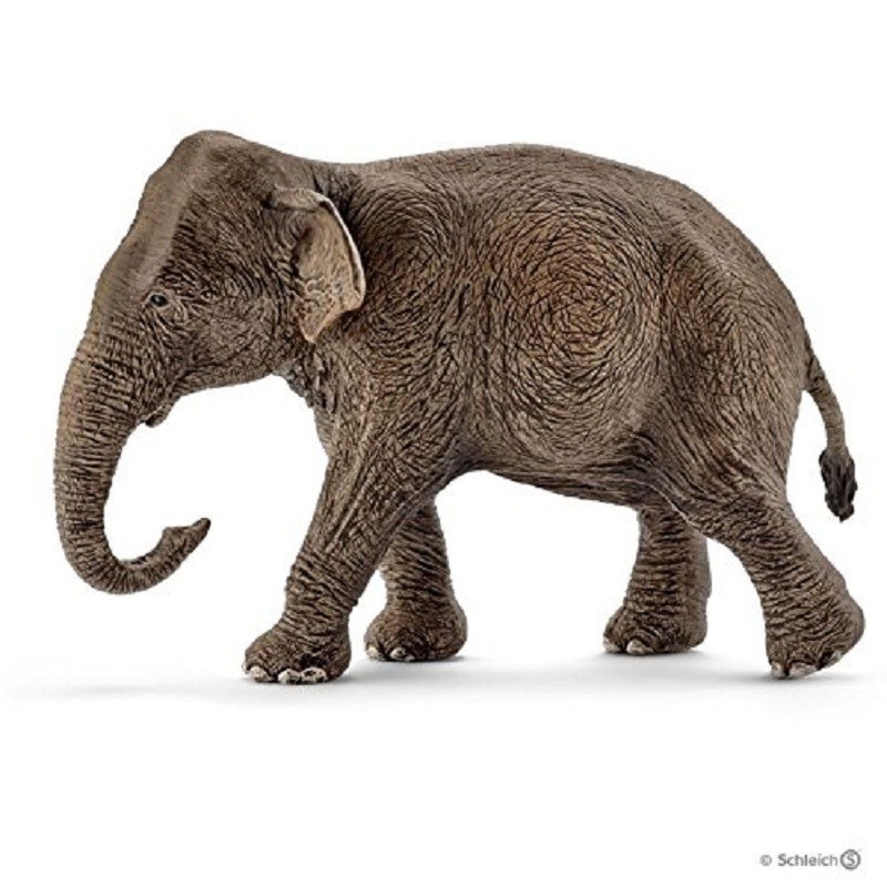 ASIAN ELEPHANT FEmmINA ASIAN ELEPHANT FEmmINA