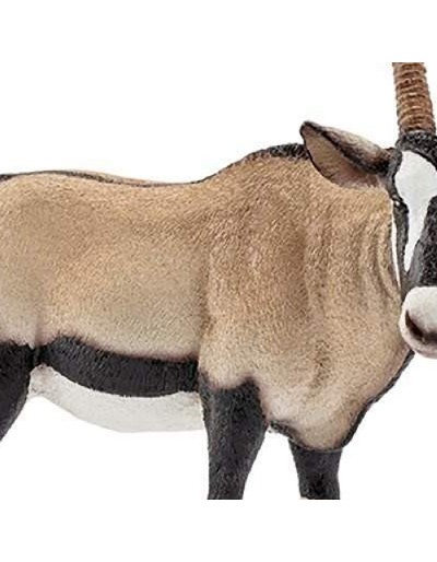 Antylopy Oryx