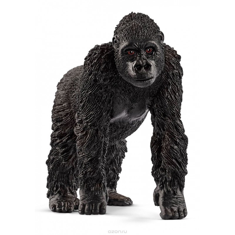 GORILLA-FEMMINA GORILLA-FEMMINA