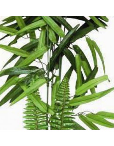 Decorative plant phytos