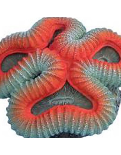 5X6H cm coral