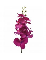 Mariposa orquídea púrpura