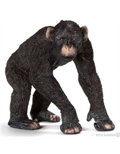 CHIMPANZEE IS MALE