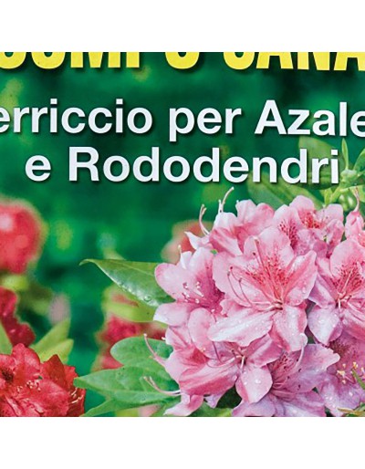 Azaleas rododendros y plantas ácidas